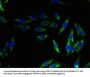 OPN5 Antibody