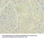 ENPP6 Antibody