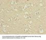 ENPP6 Antibody