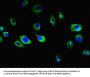 ENPP6 Antibody