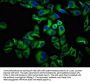 UNC5D Antibody