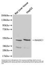 NHLRC1 Antibody