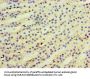 KYAT3 Antibody