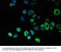 ATG14 Antibody