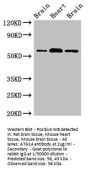 ATG14 Antibody