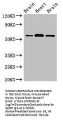 ATG14 Antibody