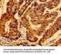 AHSA2P Antibody