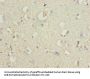 SLC30A6 Antibody