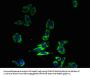 SLC30A6 Antibody