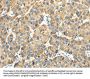 TMPRSS11E Antibody