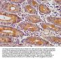 EDC4 Antibody