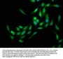 EDC4 Antibody