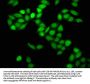PRPF8 Antibody