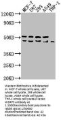 WDR73 Antibody