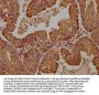 WDR73 Antibody