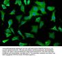 WDR73 Antibody