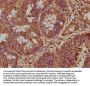 SHQ1 Antibody