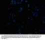 RHBDF2 Antibody