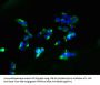 AGTRAP Antibody