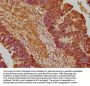 ENHO Antibody