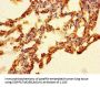 FAM131A Antibody