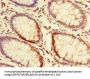 FAM131A Antibody
