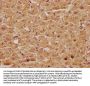 CLEC4G Antibody