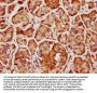CCDC81 Antibody