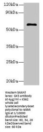 GK5 Antibody