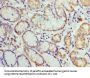 HIST2H3A Antibody