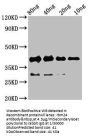 rbm24 Antibody