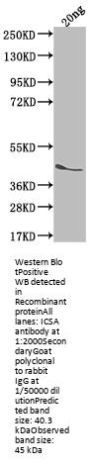 ICSA Antibody