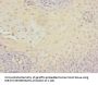 MCM10 Antibody