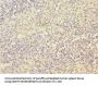 MCM10 Antibody