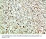 PLK2 Antibody