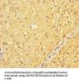 CATSPER4 Antibody