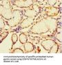 CATSPER4 Antibody