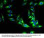 MFSD5 Antibody