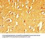 MFSD5 Antibody