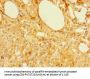 MFSD5 Antibody