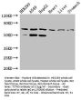 TCTN3 Antibody