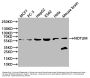 NOTUM Antibody
