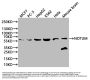 NOTUM Antibody