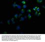 KCNV1 Antibody