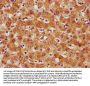 CRTC3 Antibody