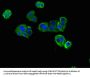 DNAH12 Antibody