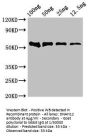 DNAH12 Antibody