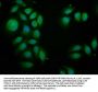 PIK3AP1 Antibody