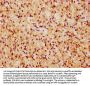 USP31 Antibody