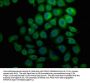 HECW1 Antibody